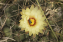 Coryphantha elephantidens subsp. greenwoodii